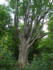 Meeting Tree