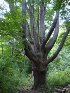 Meeting Tree